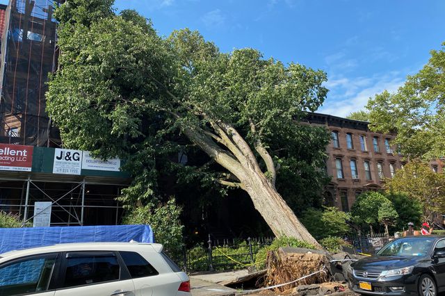 A large downed tree presses against a home in the Bedford Stuyvesant section of Brooklyn.
